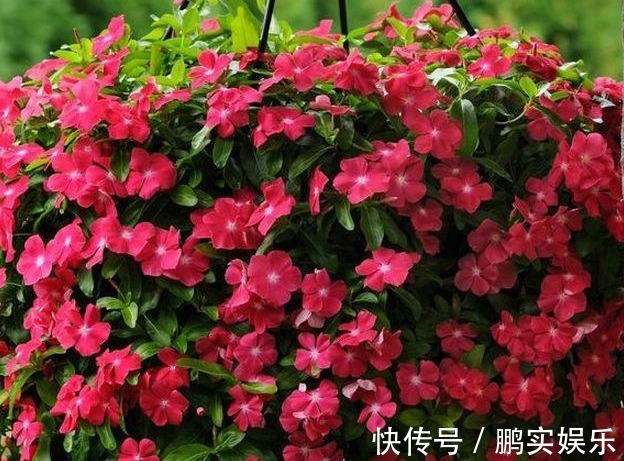 养护|养花技巧粗生粗养也能四季开花!少养1种都觉得亏了