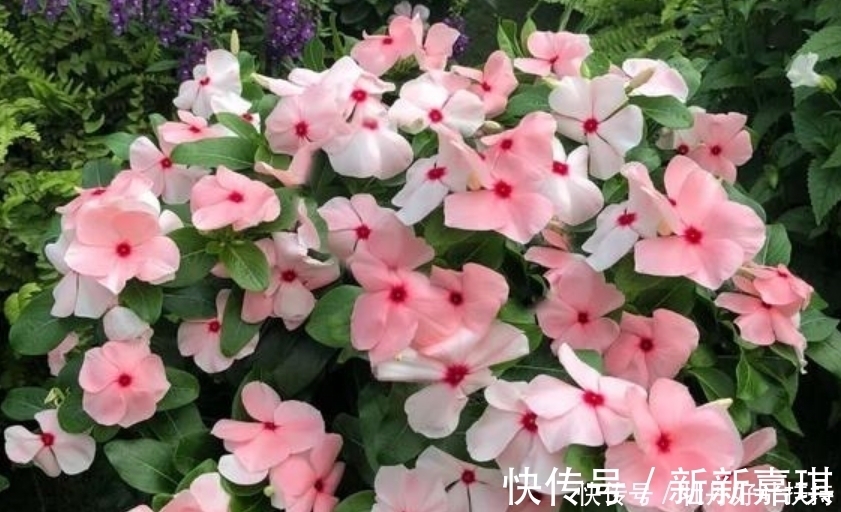 家有院子，一定要养“3种花”，开花硕大香味浓！