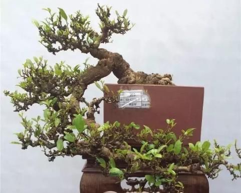 很好辨认的1种藤本植物,别轻易触碰,却是制作盆景的优良素材