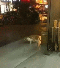 |搞笑GIF趣图:如果有个人对我这么贴心,那我做梦都能笑醒