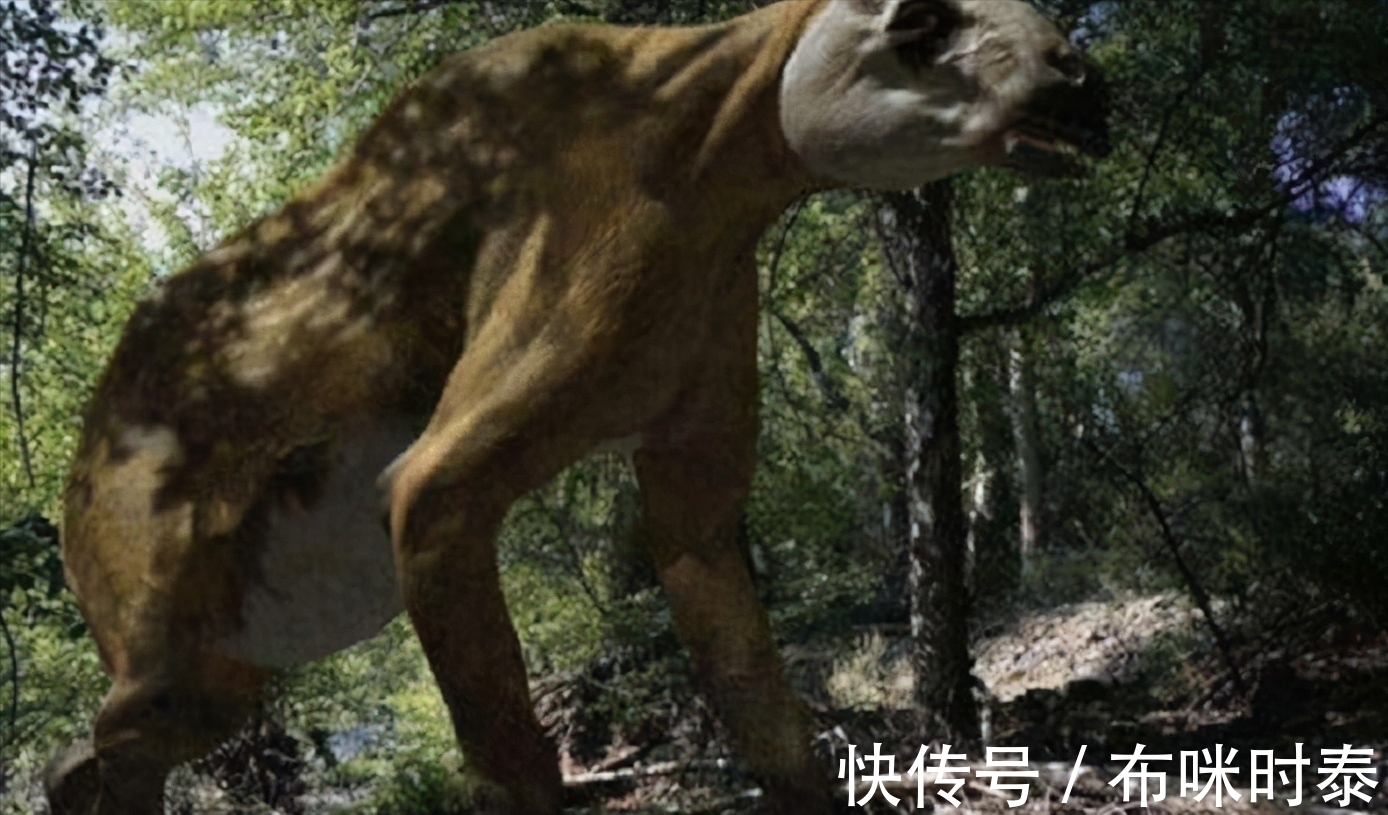 村民&已灭绝50万年的“驴头狼”,今又屡次现身神农架,这在警示什么