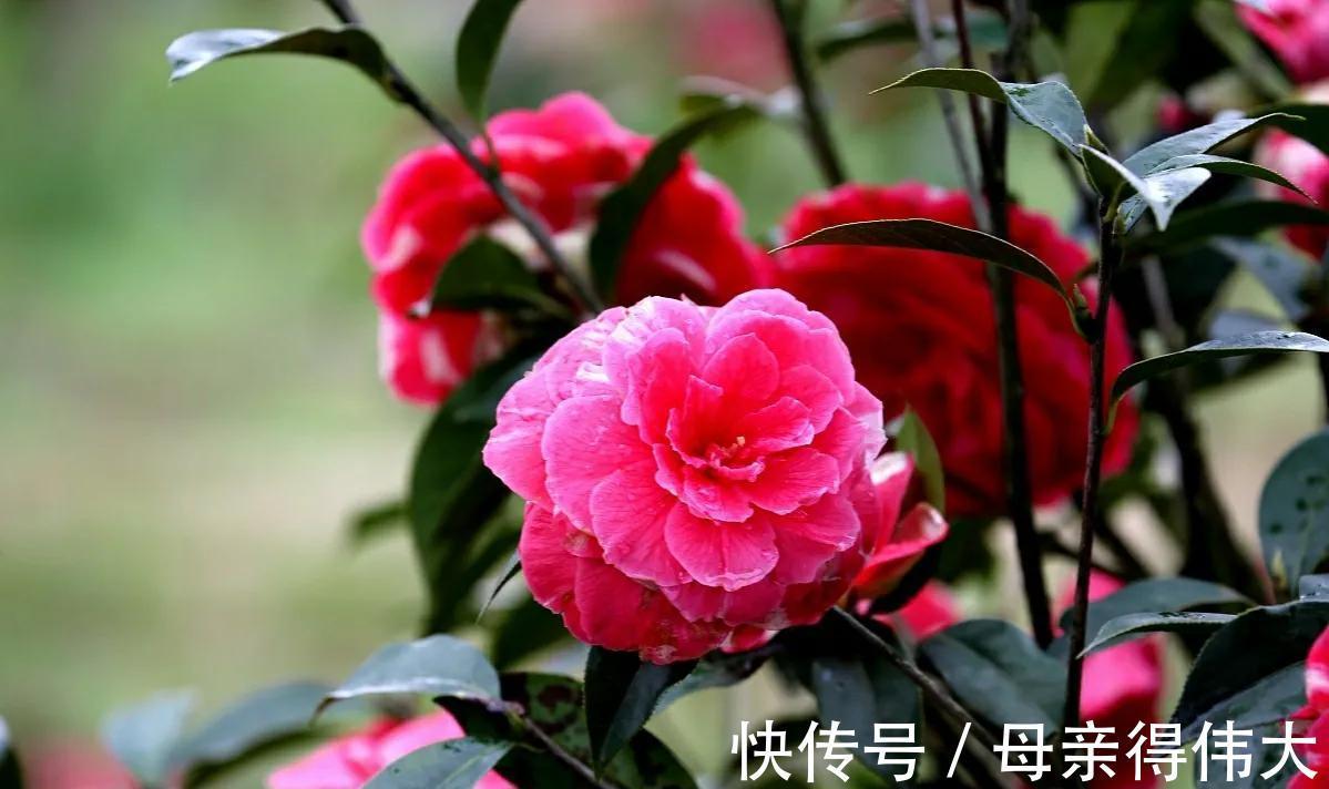 3种花适合宠着养，冬季养家里，寓意好开花多