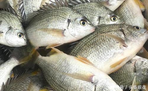 买鱼时，优先选择这6种鱼，肉多刺少营养也高，贵也要多给孩子吃