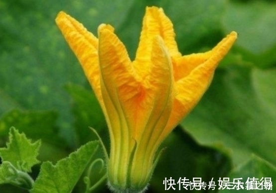 野菜花|农村一种野菜花常被忽视，却不知比果实好吃，夏季不要错过