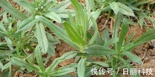 面条菜|农村以下2种野菜,不仅营养价值高,还能润肺止咳、凉血止血
