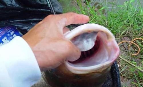 鳙鱼|手竿如何垂钓大头鱼,重点就是饵要轻雾化好,我从四个方面说明