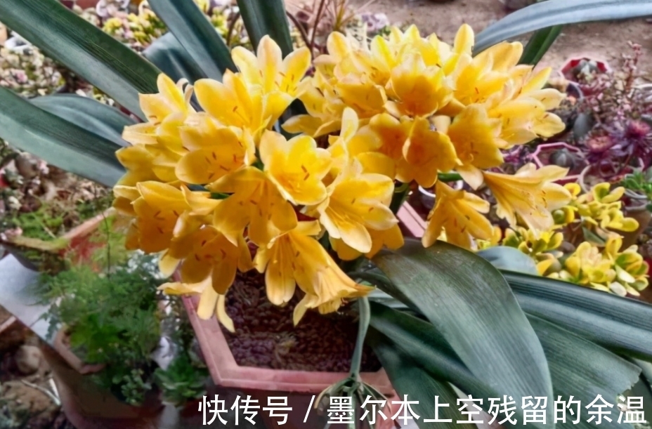 闲话君子兰和啤酒之间的关系、养护方法