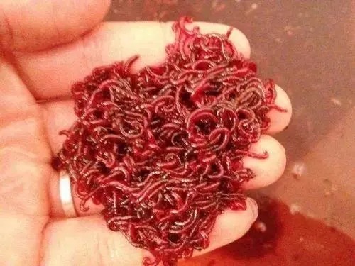 钓鱼|红虫钓鱼真的不简单,正确使用才连竿上鱼,方法错误就空军