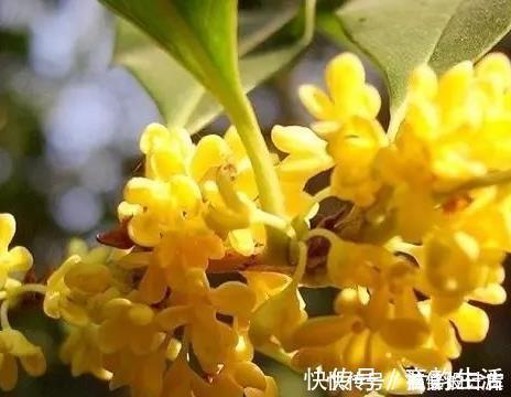 虫子|养花浇水时掺上它,虫子一个不留,省钱省事轻松开爆满盆