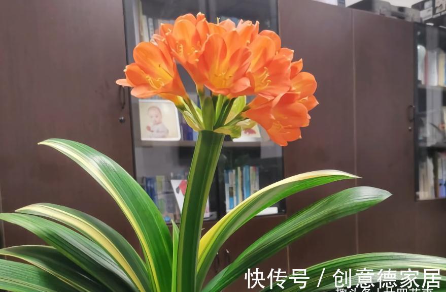 10月养君子兰，“6要素”要合理，适当冻一冻，整齐挺拔开花美