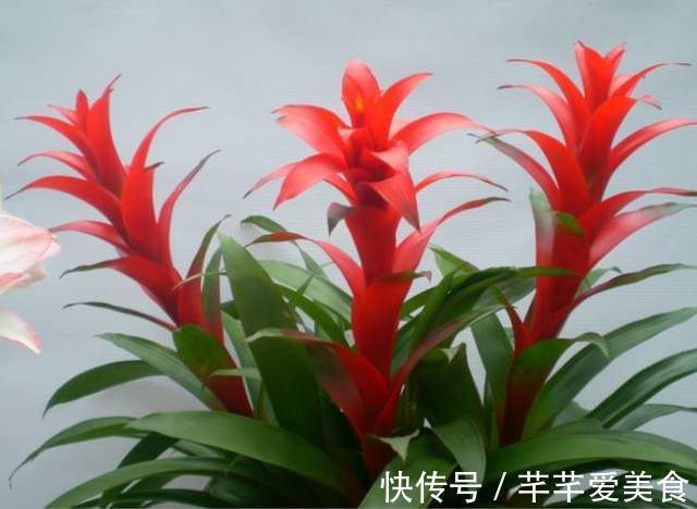 观音竹|建议养花人:4种花,别看不上,养护容易寓意好