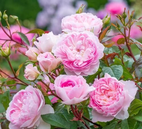 最惊艳的3种花，花朵奇特美丽，花期超长，扦插就能活