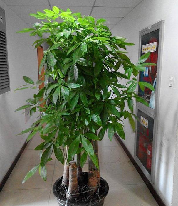 绿萝、发财树蔫了别浇水，浇一盆死一盆，要这样救治