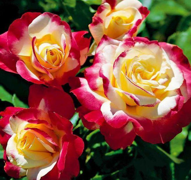 几款花卉,花色鲜艳夺目,花大服盆快,对待新手很友好