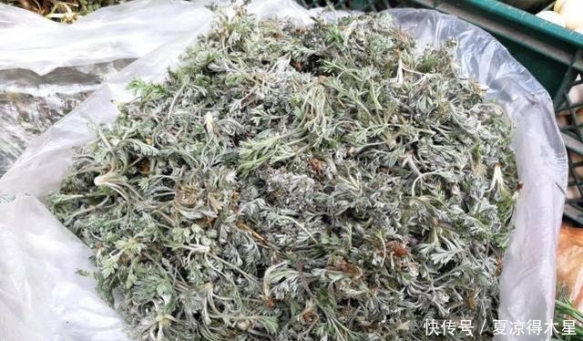 3月当野菜吃,4月当药材用,价值很高别错过