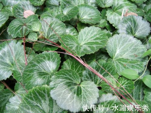 植物蛋白|女人不想大肚子,水桶腰,摘点野草,晒干泡茶,养肝,还能美白