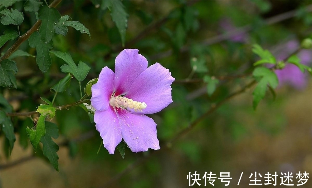 木槿花|夏天到了，木槿花开了，读古诗词，欣赏木槿花别样的美