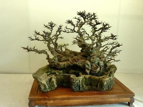 发育不良|养护盆景，几件犯忌的事不能干，干了任意一件，盆景不死也遭大难