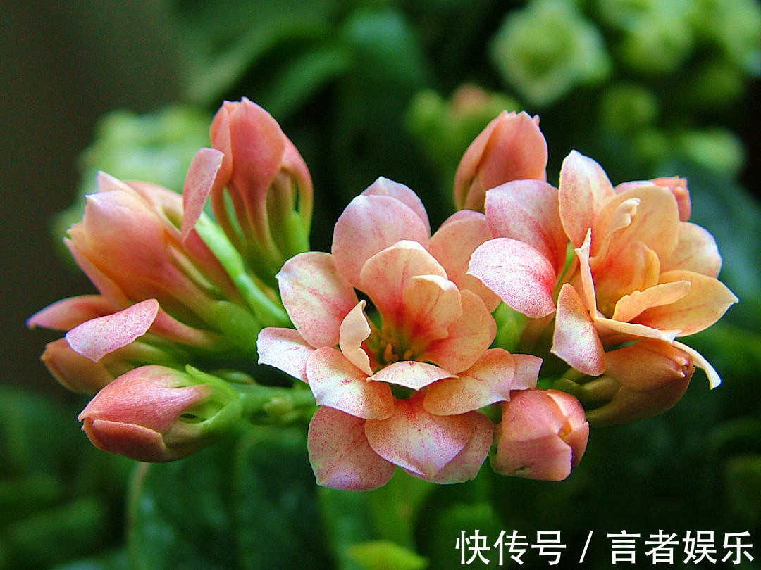 电视机|养长寿花,这三个位置就是“死亡之地”,放一盆死一盆