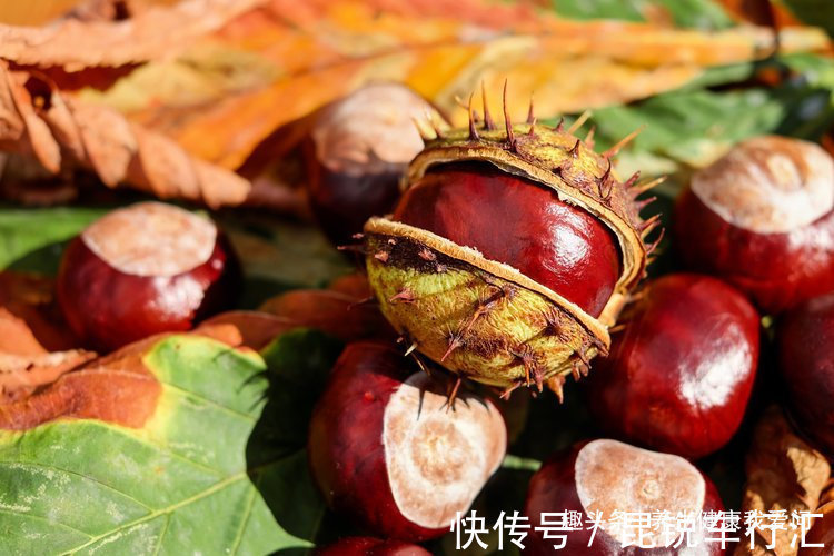 好处|怎么吃板栗更养生?板栗尤其有4个好处,但注意每天别超过这个量