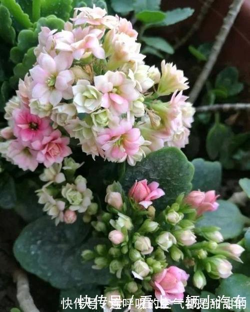 茱蒂|10款高颜值长寿花，好看又好养，你若一盆没养过，那也太可惜了！