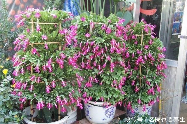 蟹爪兰生长期中的光照度最为重要，该需要什么程度的光照呢！