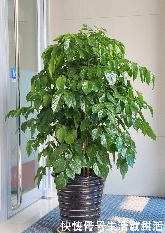 幸福树|不管什么花都放在阳台上,太拥挤了,这几种花放在客厅寓意更佳