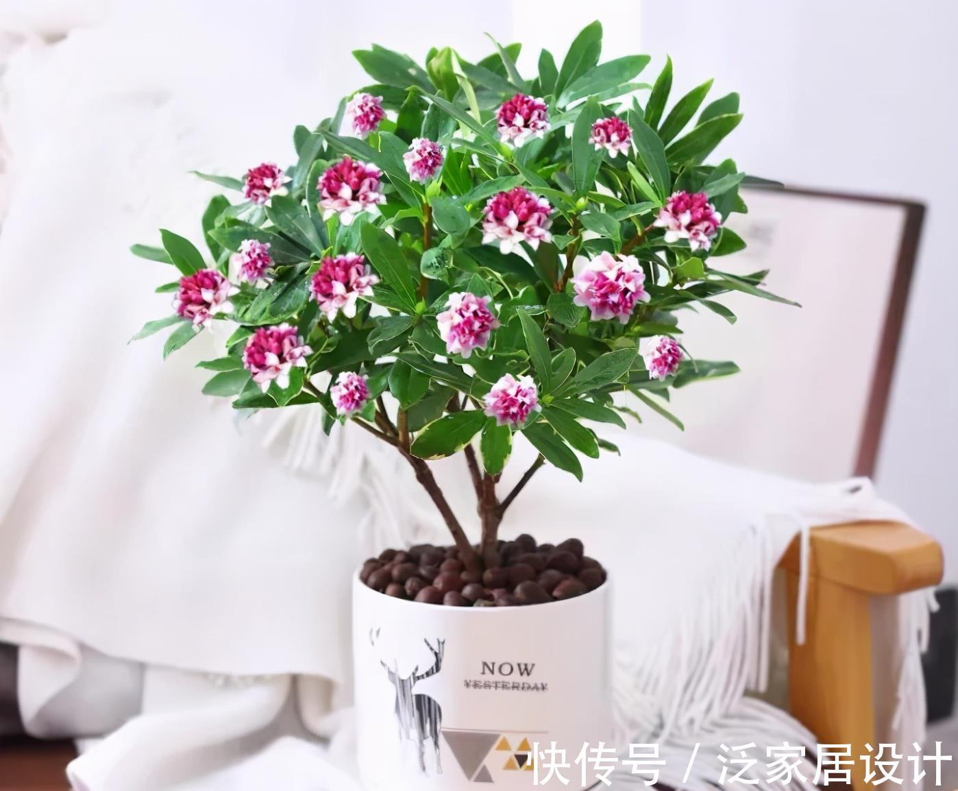 花卉|此花太好看了，真正的“花叶俱美”，现在养起来是真合适