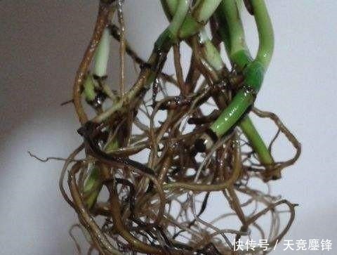 这东西|花盆里埋点这东西，绿萝叶子绿的出油，跟手掌一般大！