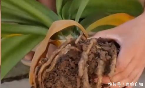 君子兰养了好几年,就是不开花,用了这个小技巧,一下开了几十朵!