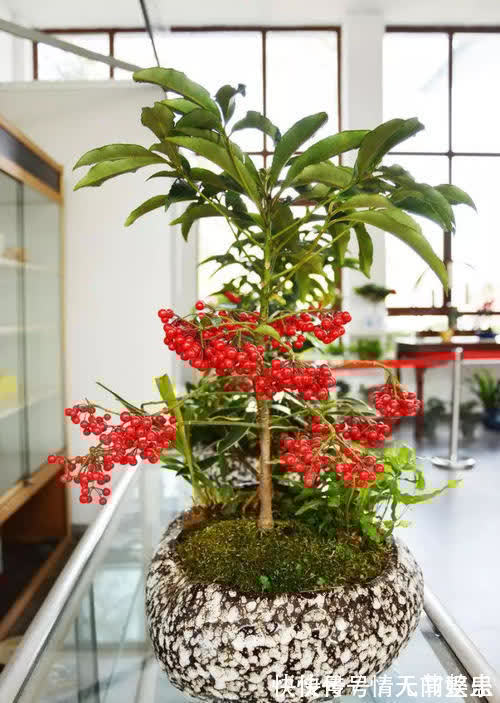 吉祥|12种花,建议养一盆,不仅吸收废气,还有“旺财添福”的美好寓意