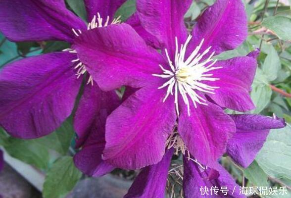 红白色|院中不知种啥好,选这几款爬藤花,一年养成花墙,满院香飘四溢