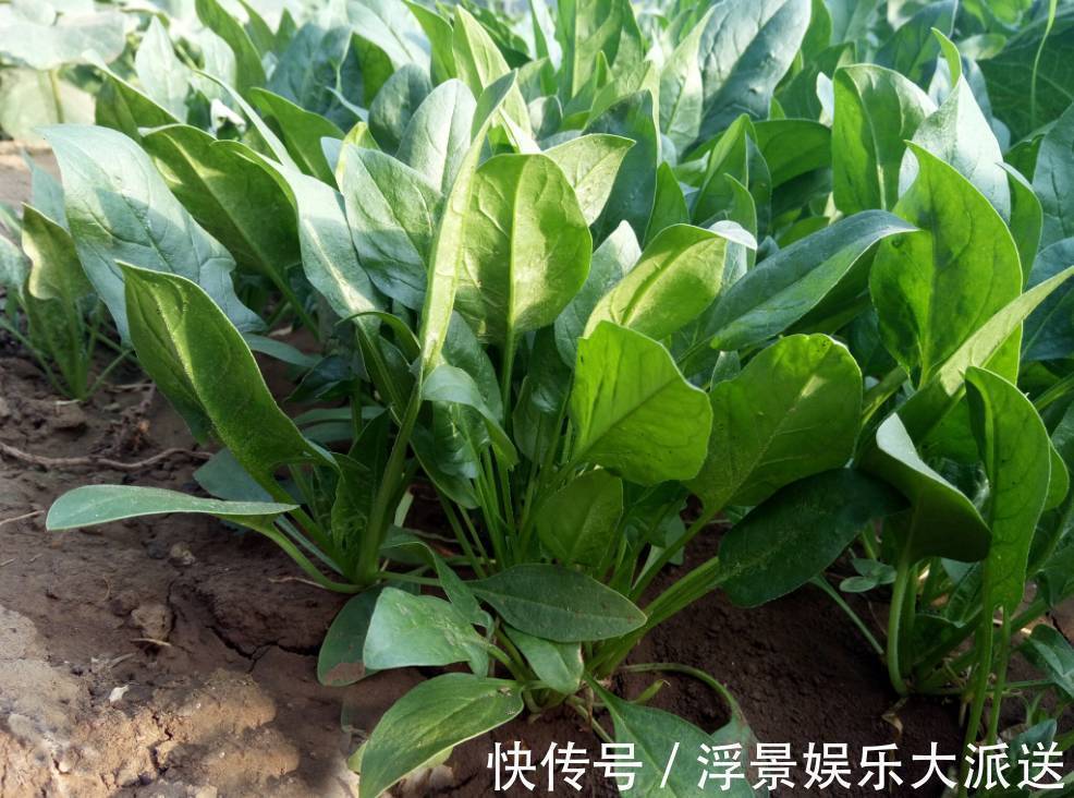 波菜|常吃菠菜的人,身体不会差,但切忌与一物同食,却很多人不清楚
