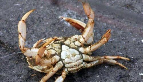 总结钓螃蟹的4种方法不用鱼钩,全靠陷阱诱捕
