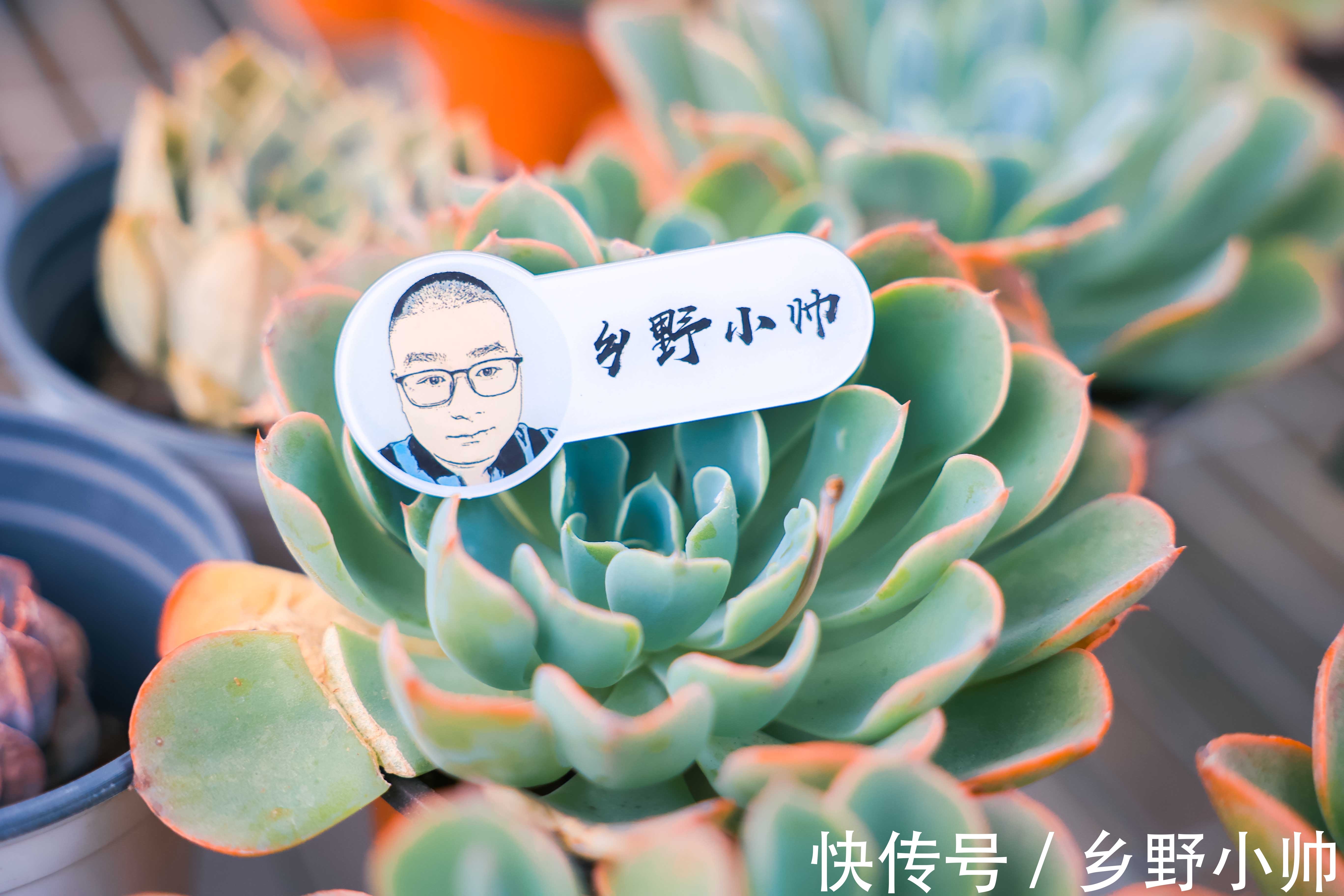 光照|想要高大的雨滴老桩?听小帅说,雨滴越来越美