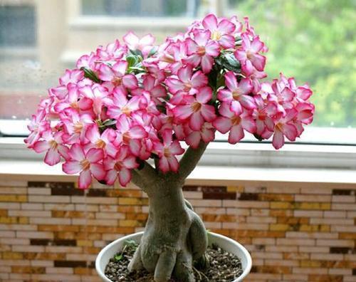 3种高颜值的肉质植物,养成盆景美极了,内附养护技巧