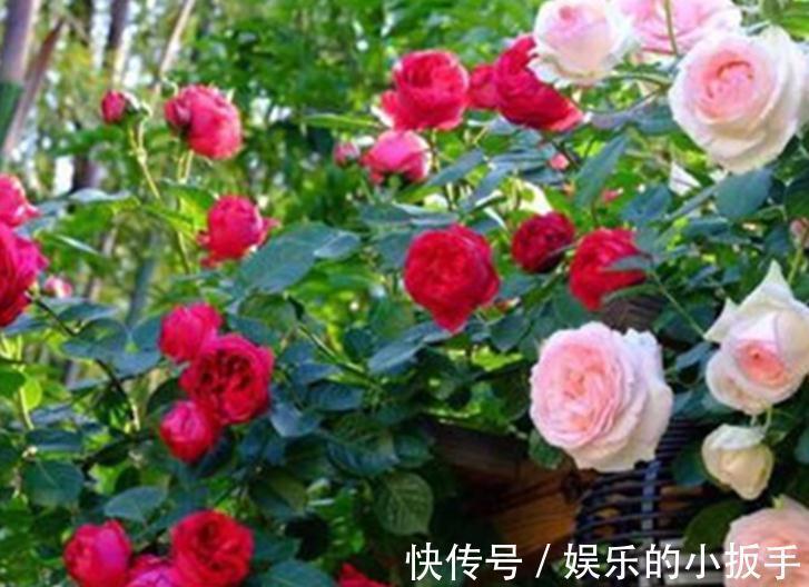 送你一套月季修剪教程，修剪时间，修剪程度及各类月季修剪方法