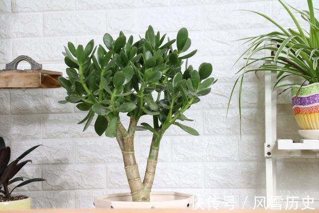 长寿花|越不浇水越能养爆盆,懒人或者新手养花就选此6种