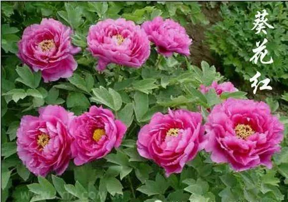 喜欢牡丹花，却一不小心买到芍药！附牡丹花品种图鉴大全