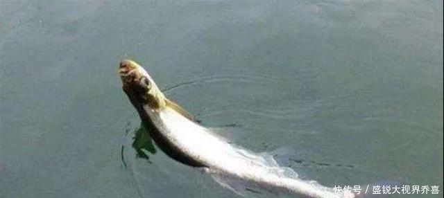 小鱼|翘嘴怎么钓？钓翘嘴用什么饵料钓最好？