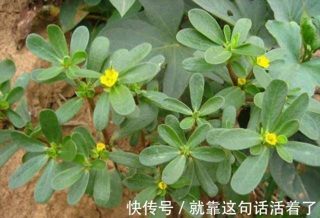 牛蒡|肝不好的人，牢记多吃6种食物，养肝护肝，肝脏一天比一天好