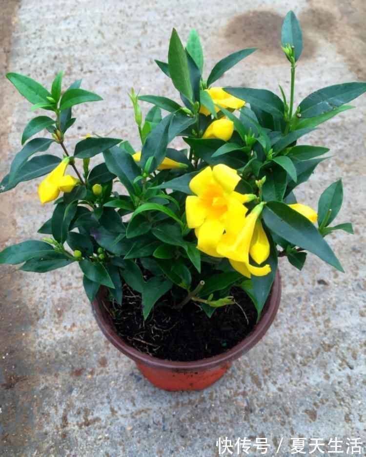 天冷|好闻的“香水花”,天冷开花一开开满盆,养一盆吧!