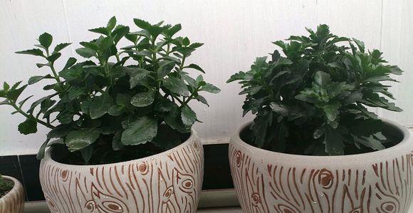 长寿花12月,还在装菜,不开花,快喷“催花水”,立马开花上百朵