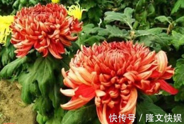 喜欢牡丹，不如养”优良名菊“徐妃醉妆，如秀丽妆容，清奇典雅