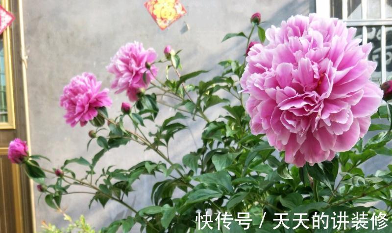 芍药盆栽该做好哪些事情？