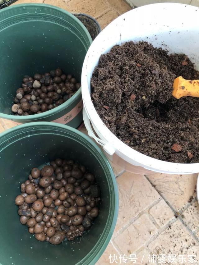 养花人都知道的“5个偏方”，3分钟学会，一生受用，养啥都旺盛