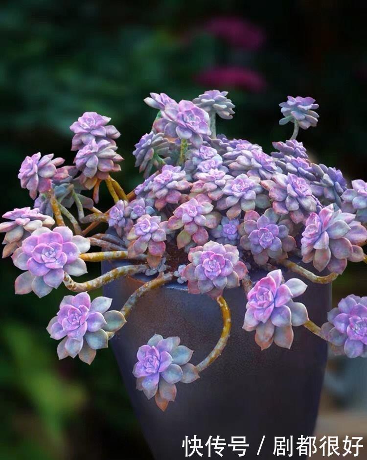  悬崖|养紫乐这种多肉，有3招，爆崽爆侧芽，还能长成悬崖桩