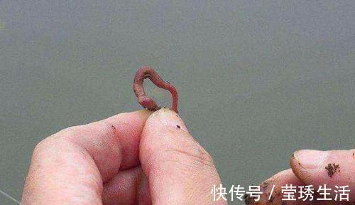 冬季手竿草边钓大鲫鱼，注意这4个要点