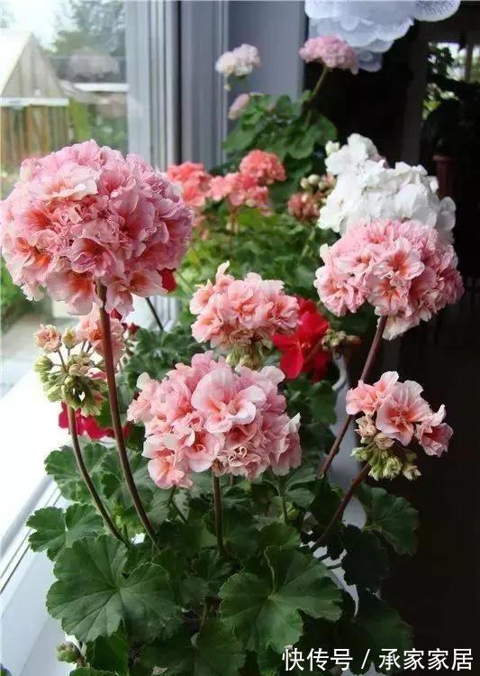 8月中旬,养花首选这5种,爱开花不说,关键是好养