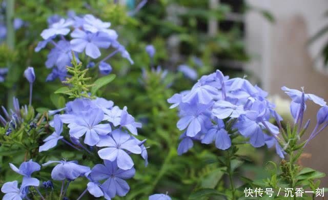 6种花就得现在买,养到夏天就能开爆,越热开花越多